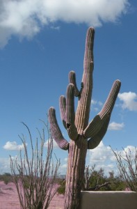 Cactus _Casa Grande_AZ