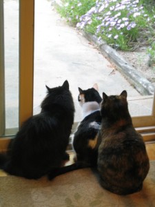 2010 3 Cats in Window